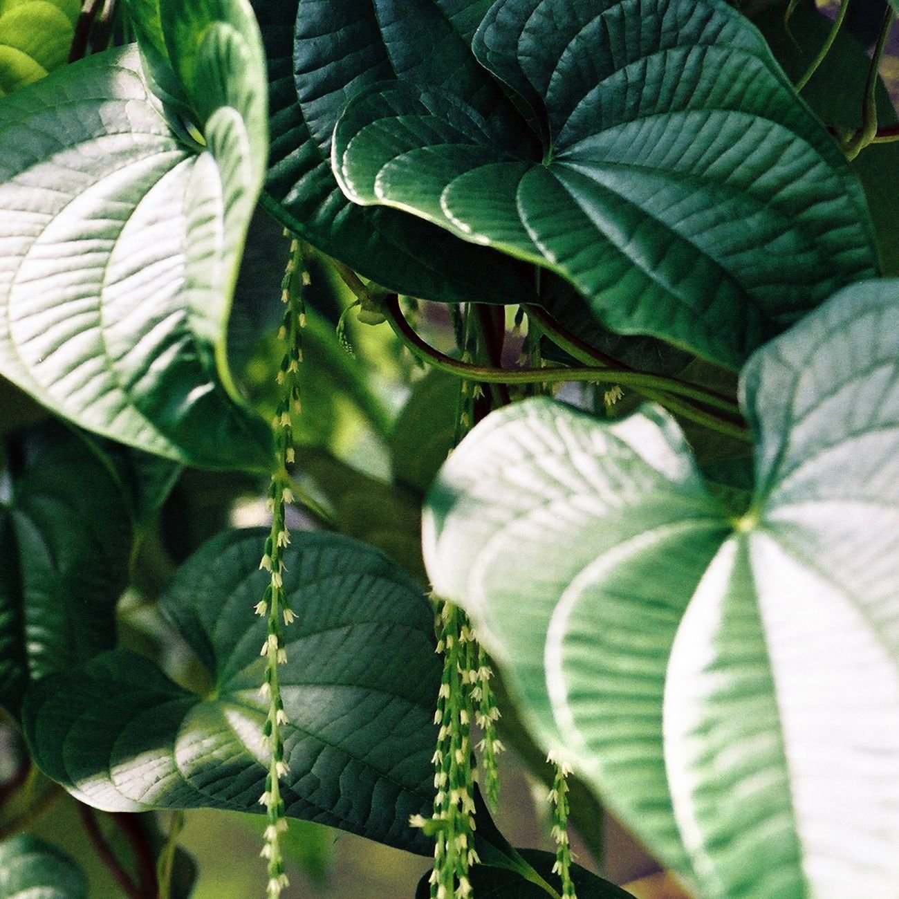 Botanical overview