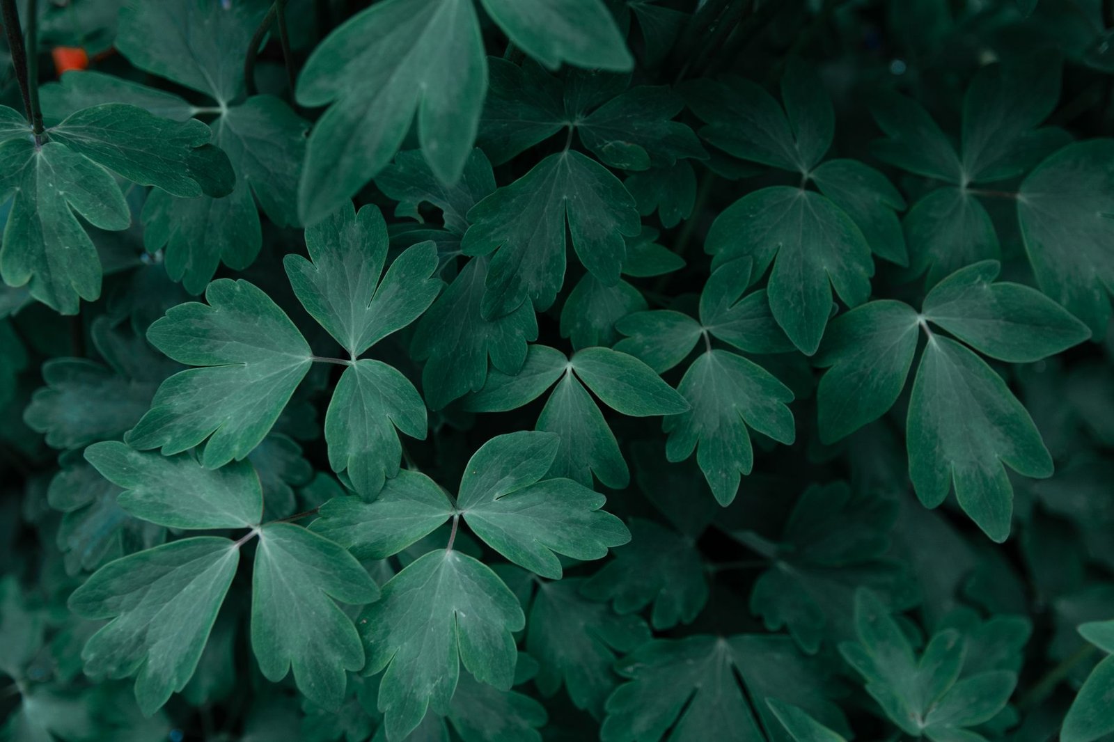 Botanical detail